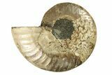Cut & Polished Ammonite Fossil (Half) - Madagascar #263632-1